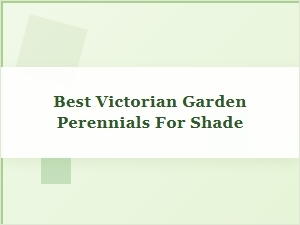 Best Perennials for Shaded Victorian Gardens