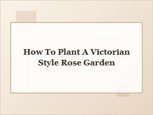How to Plant a Victorian Rose Garden